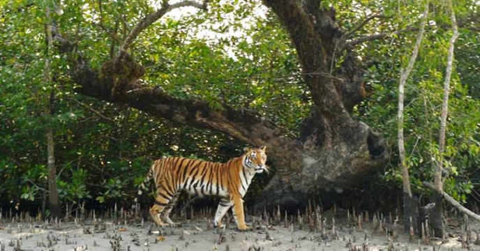 sundarban