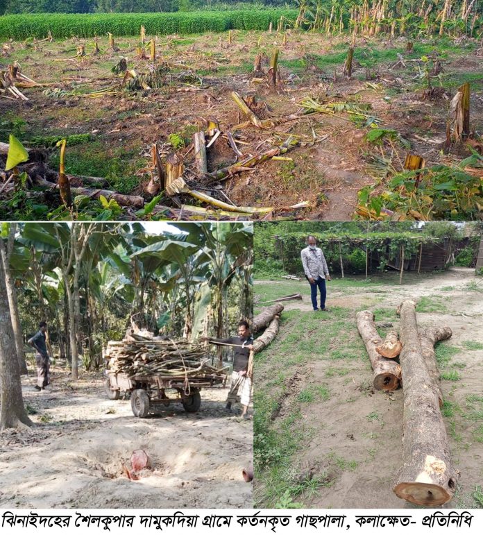 Shailkupa Jhenaidah Tree Cutting Pic-